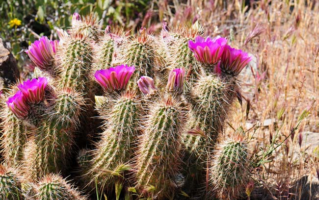 Engelmann's Hedgehog Cactus is a native perennial that grows up to 12 inches or so. This is a clump-forming species with loose open mounds of up to 60 individual stems. Echinocereus engelmannii 